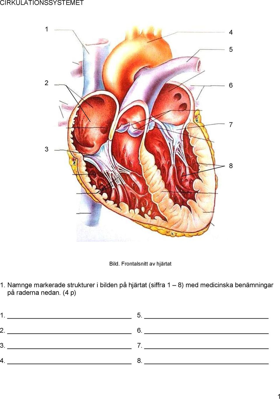 Namnge markerade strukturer i bilden på hjärtat