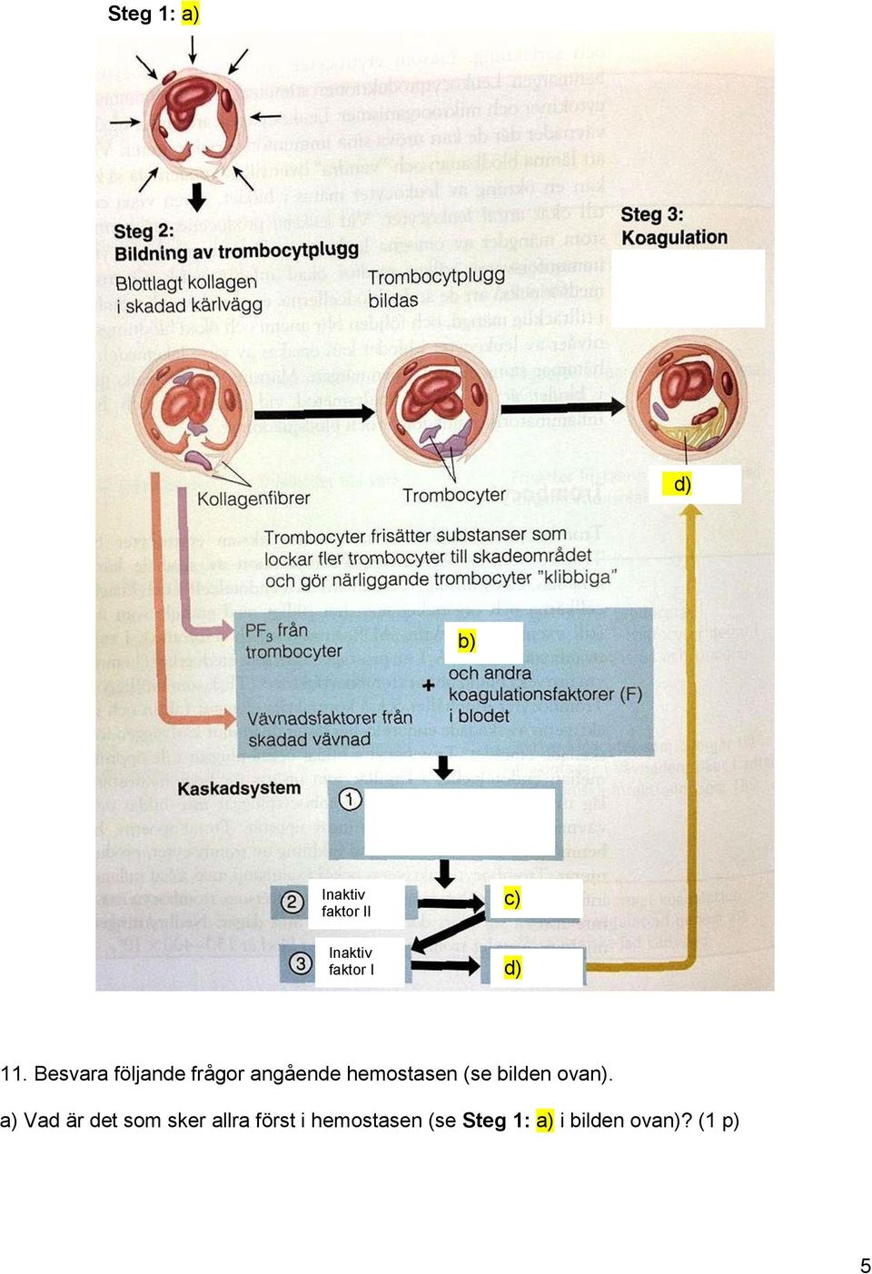 Besvara följande frågor angående hemostasen (se