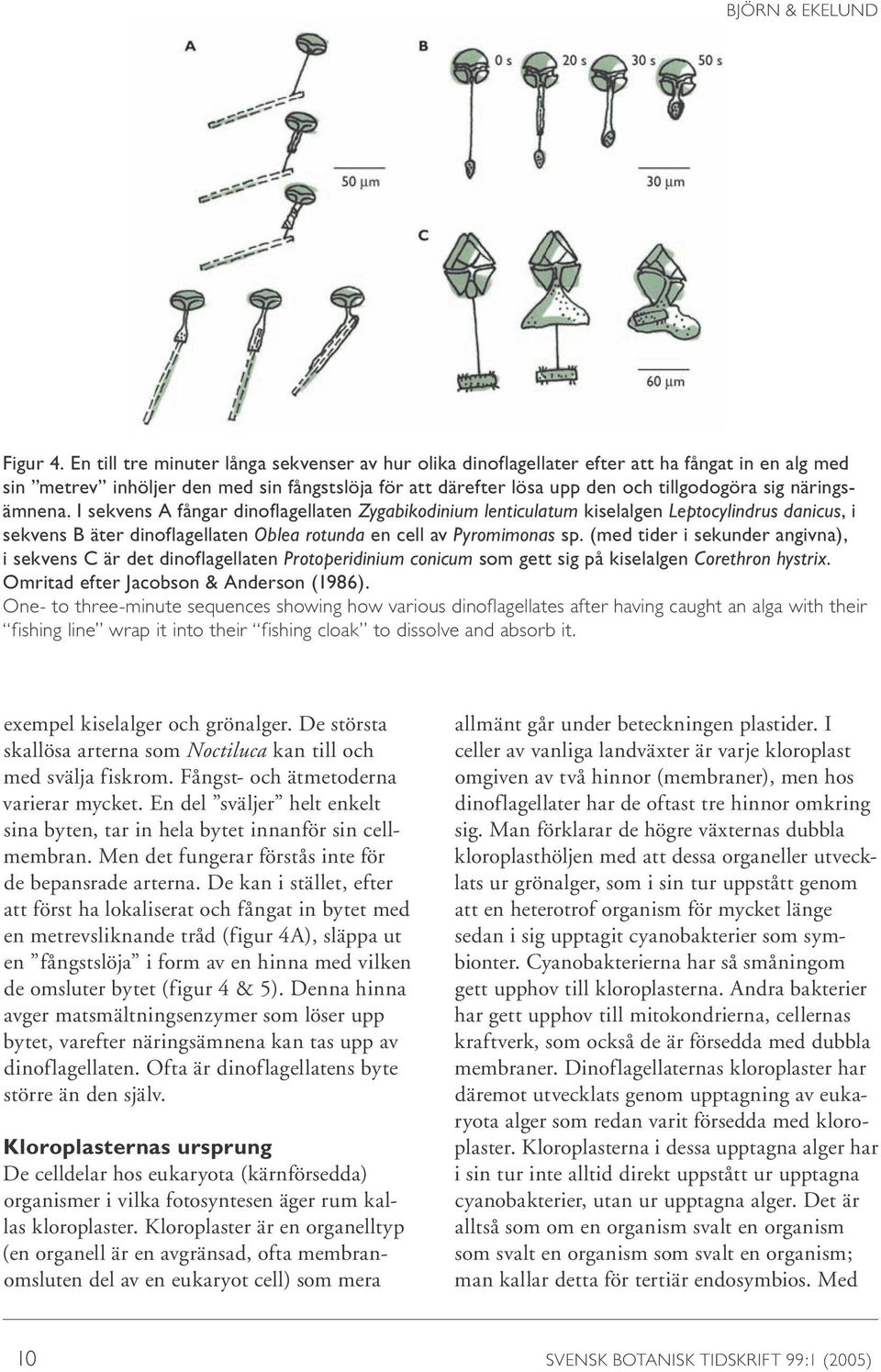 näringsämnena. I sekvens A fångar dinoflagellaten Zygabikodinium lenticulatum kiselalgen Leptocylindrus danicus, i sekvens B äter dinoflagellaten Oblea rotunda en cell av Pyromimonas sp.