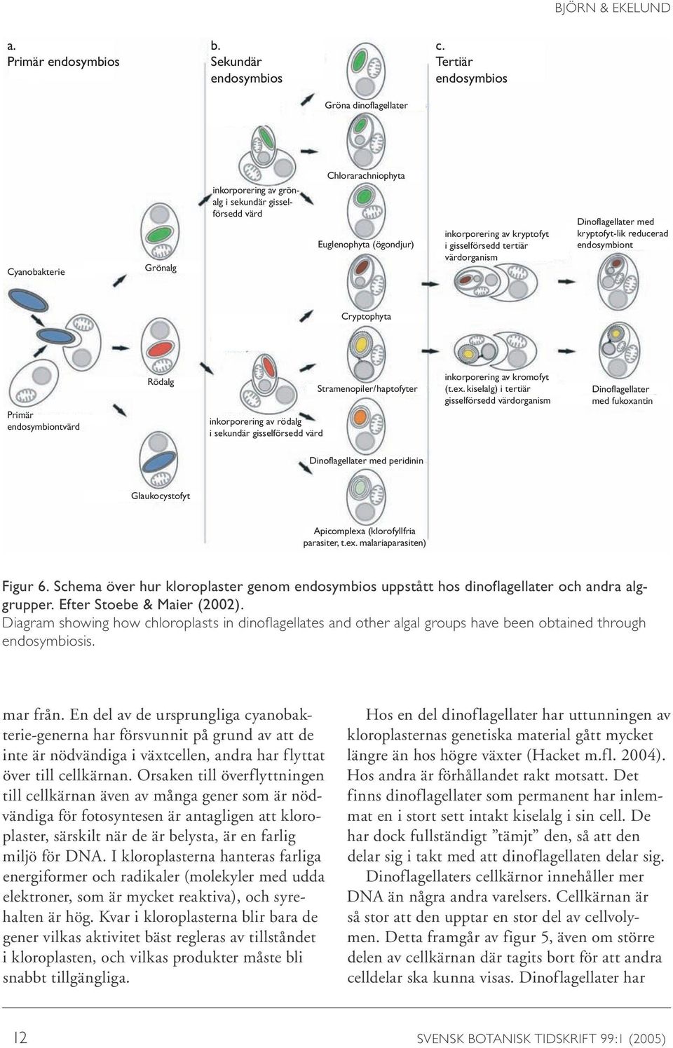 gisselförsedd tertiär värdorganism Dinoflagellater med kryptofyt-lik reducerad endosymbiont Cryptophyta Primär endosymbiontvärd Rödalg inkorporering av rödalg i sekundär gisselförsedd värd