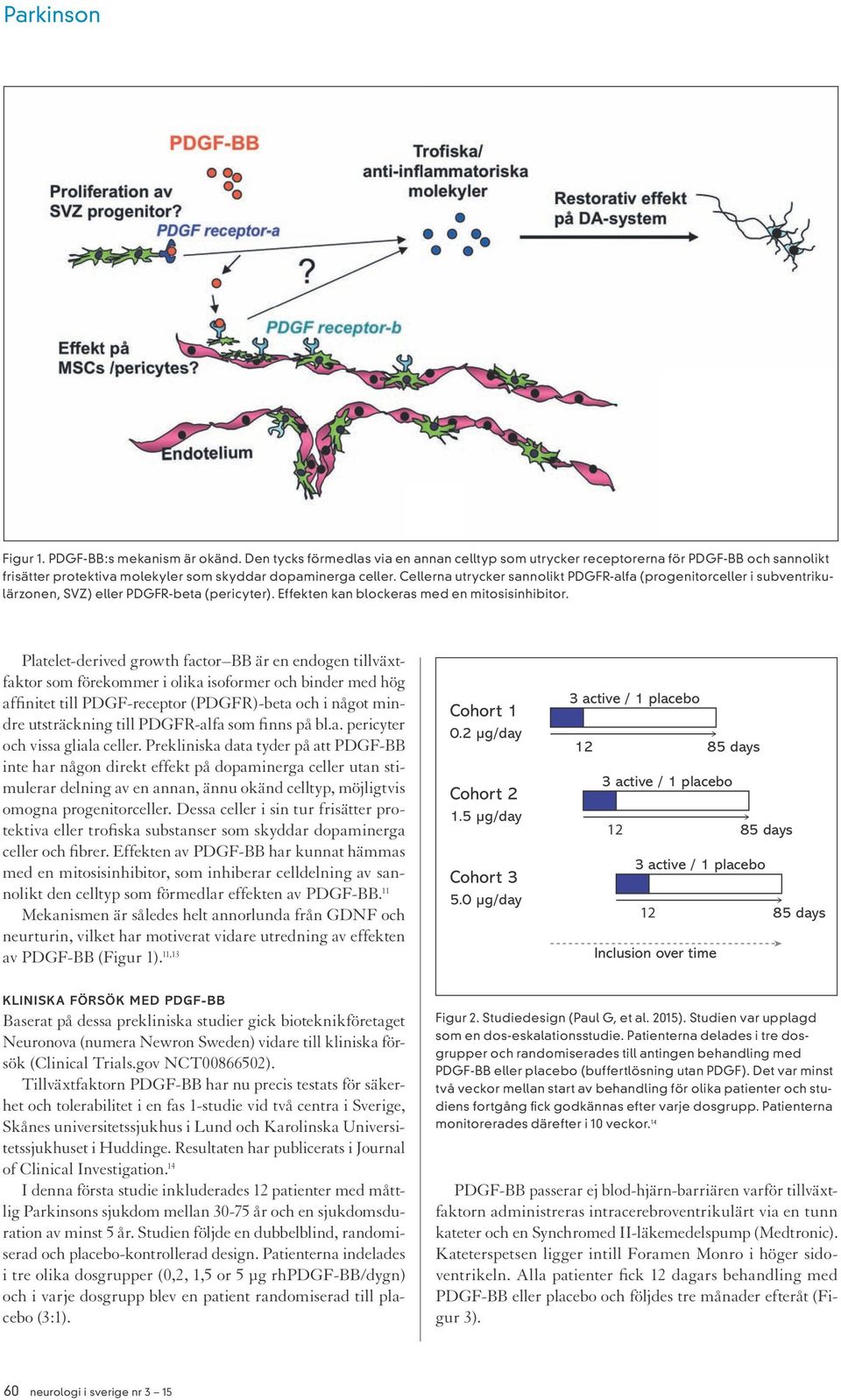 Platelet-derived growth factor BB är en endogen tillväxtfaktor som förekommer i olika isoformer och binder med hög affinitet till PDGF-receptor (PDGFR)-beta och i något mindre utsträckning till