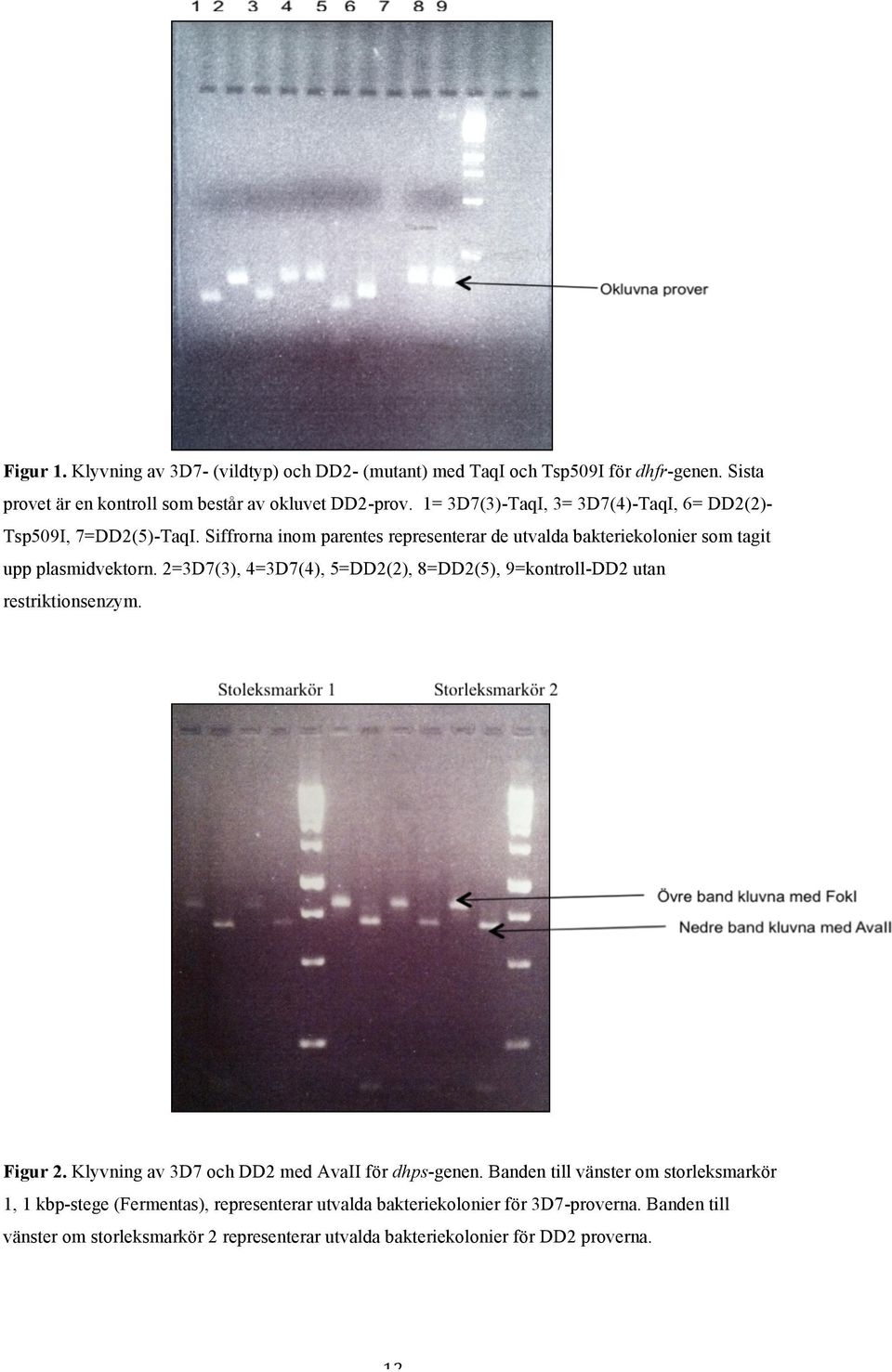 2=3D7(3), 4=3D7(4), 5=DD2(2), 8=DD2(5), 9=kontroll-DD2 utan restriktionsenzym. Figur 2. Klyvning av 3D7 och DD2 med AvaII för dhps-genen.