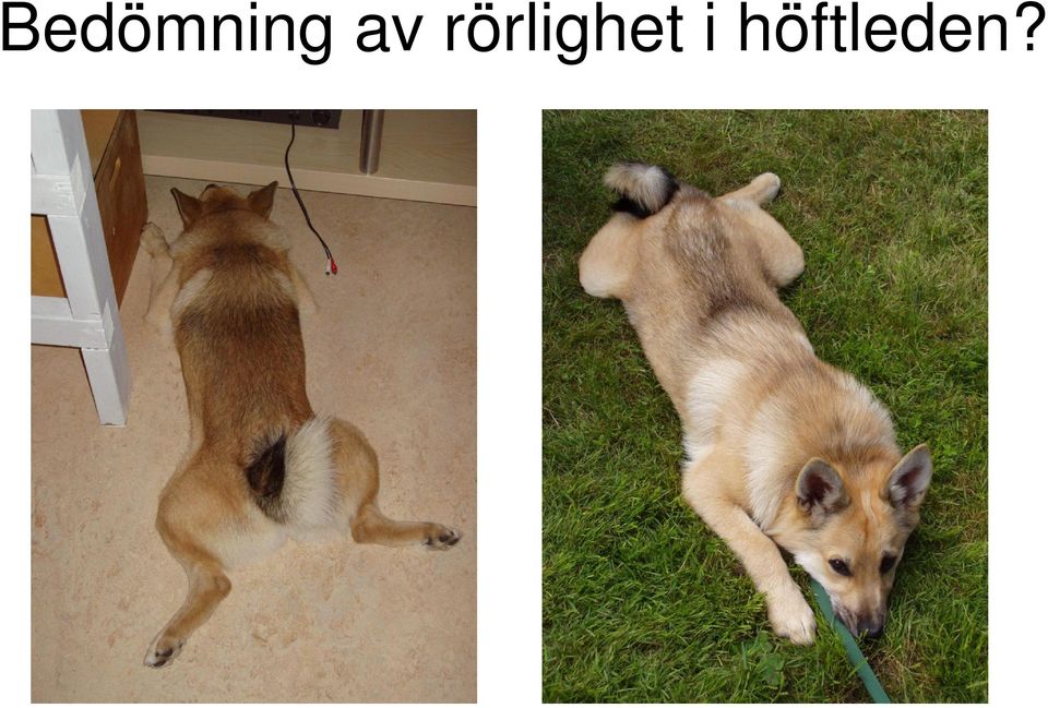 rörlighet