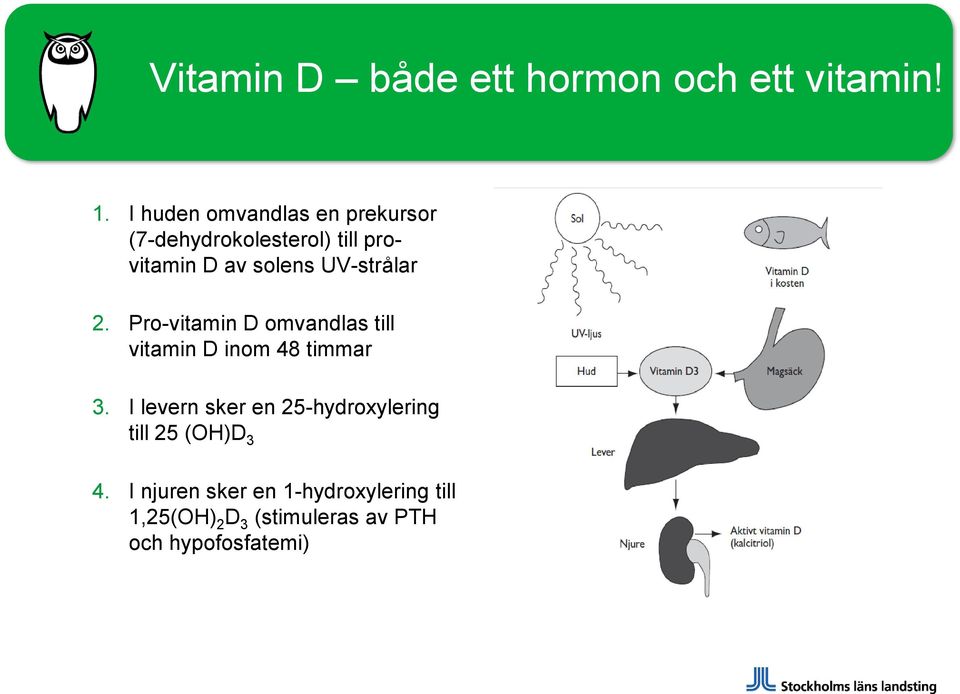 Pro-vitamin D omvandlas till vitamin D inom 48 timmar 3.