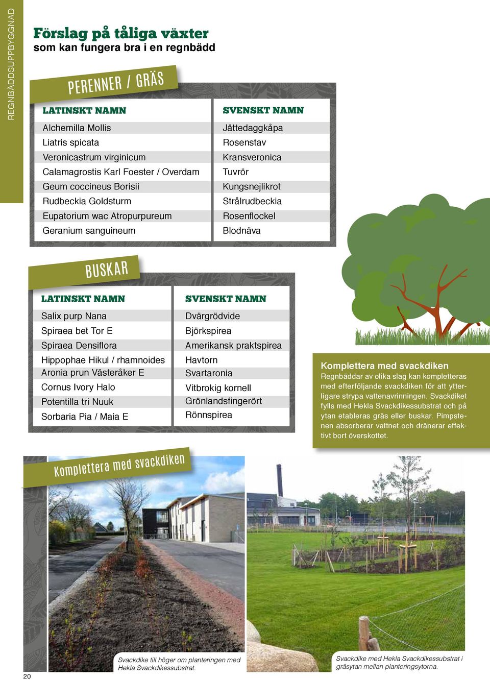 Rosenflockel Blodnäva BUSKAR LATINSKT NAMN Salix purp Nana Spiraea bet Tor E Spiraea Densiflora Hippophae Hikul / rhamnoides Aronia prun Västeråker E Cornus Ivory Halo Potentilla tri Nuuk Sorbaria