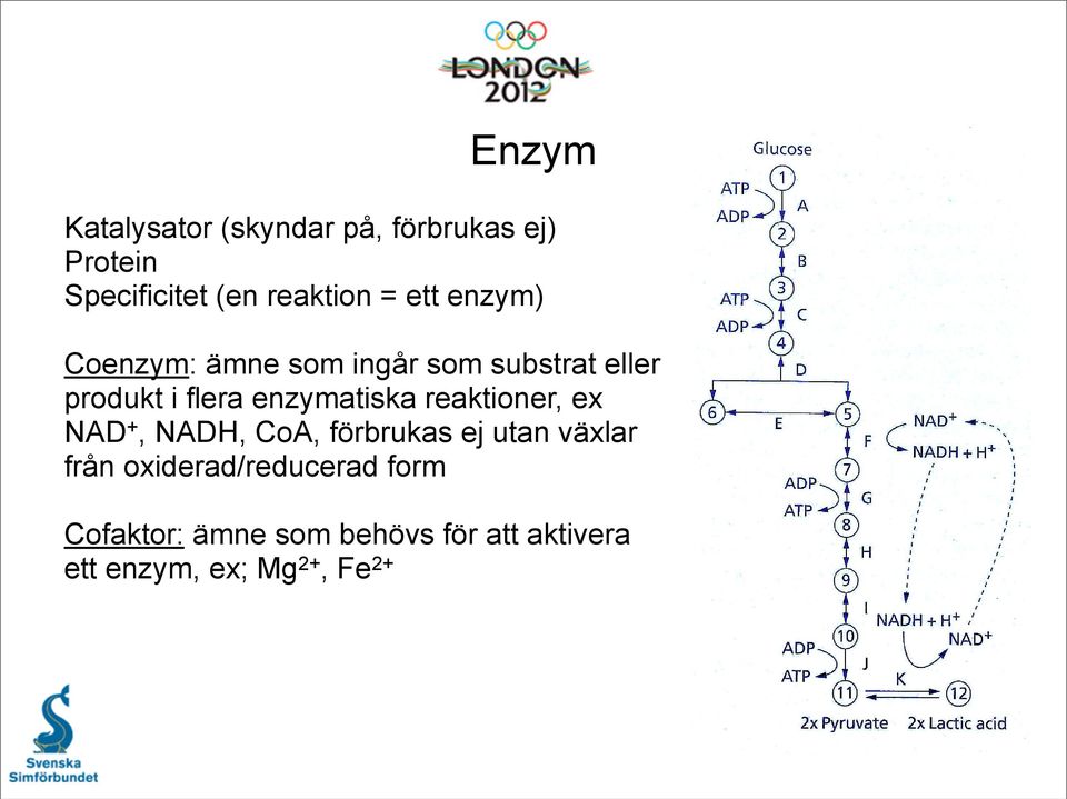 enzymatiska reaktioner, ex NAD +, NADH, CoA, förbrukas ej utan växlar från