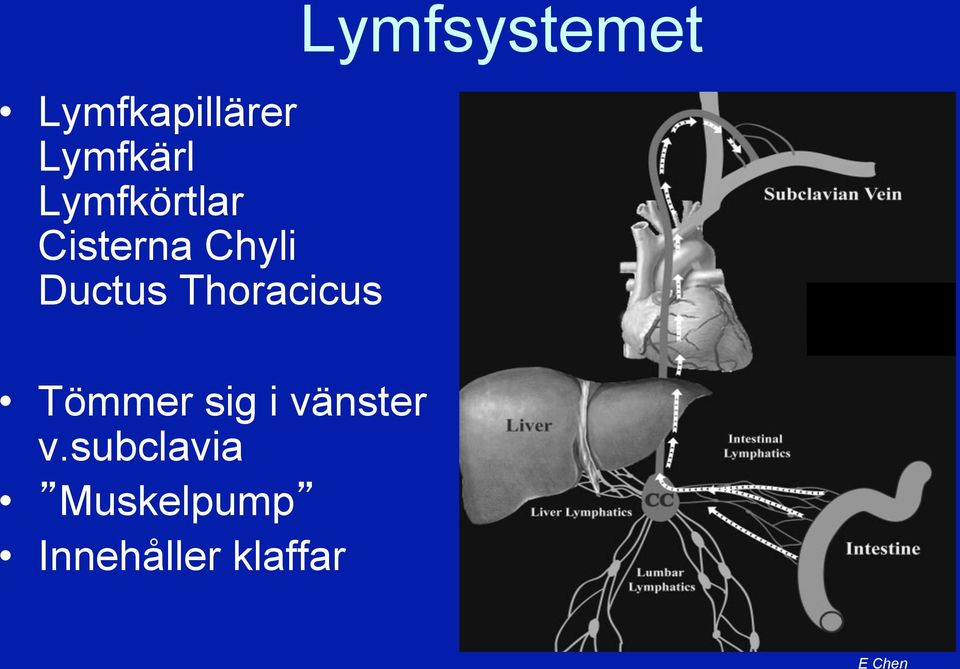 Tömmer sig i vänster v.