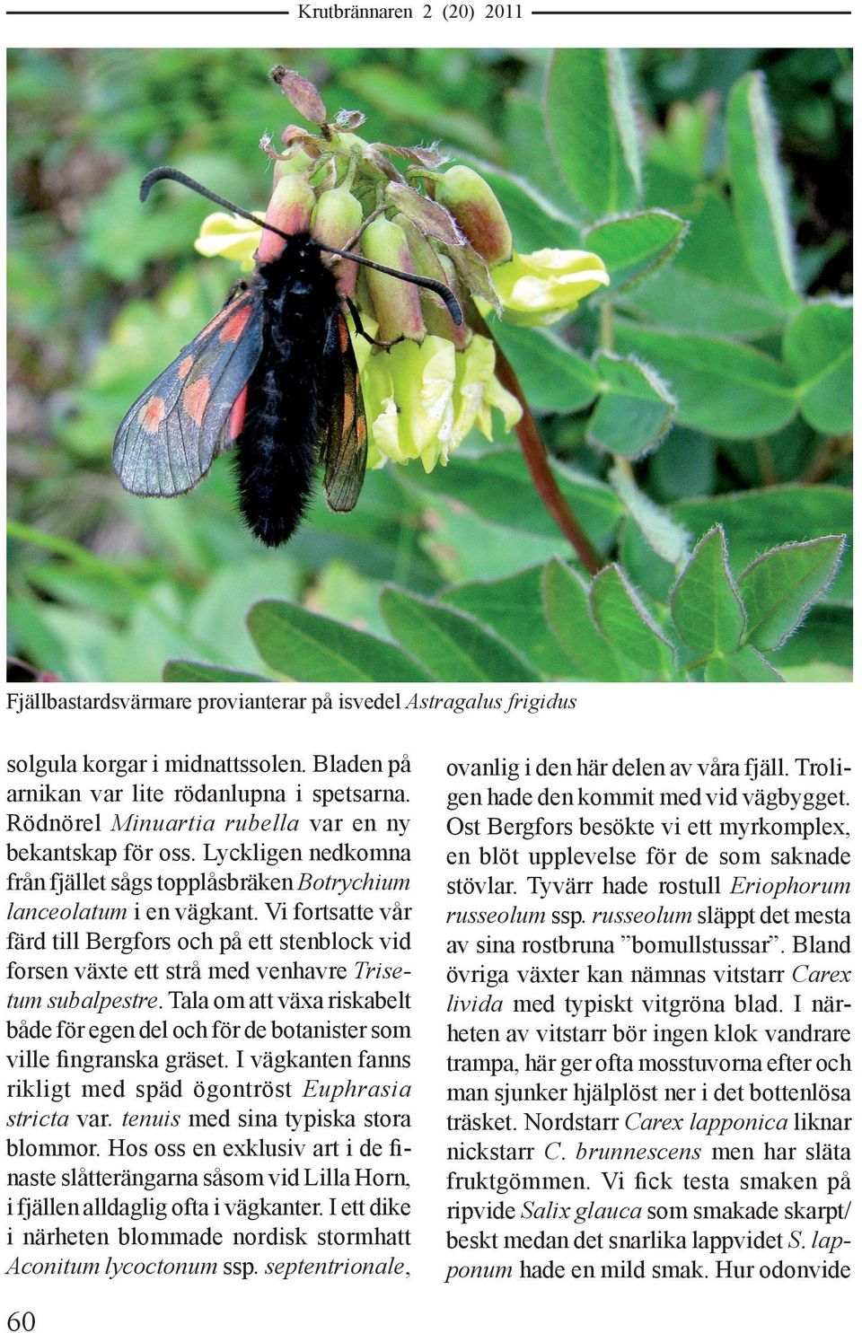 Vi fortsatte vår färd till Bergfors och på ett stenblock vid forsen växte ett strå med venhavre Trisetum subalpestre.