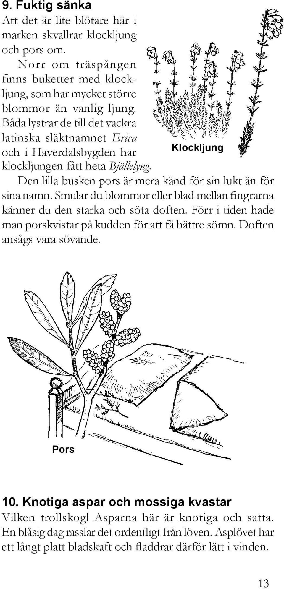 Smular du blommor eller blad mellan fingrarna känner du den starka och söta doften. Förr i tiden hade man porskvistar på kudden för att få bättre sömn. Doften ansågs vara sövande. Pors 10.