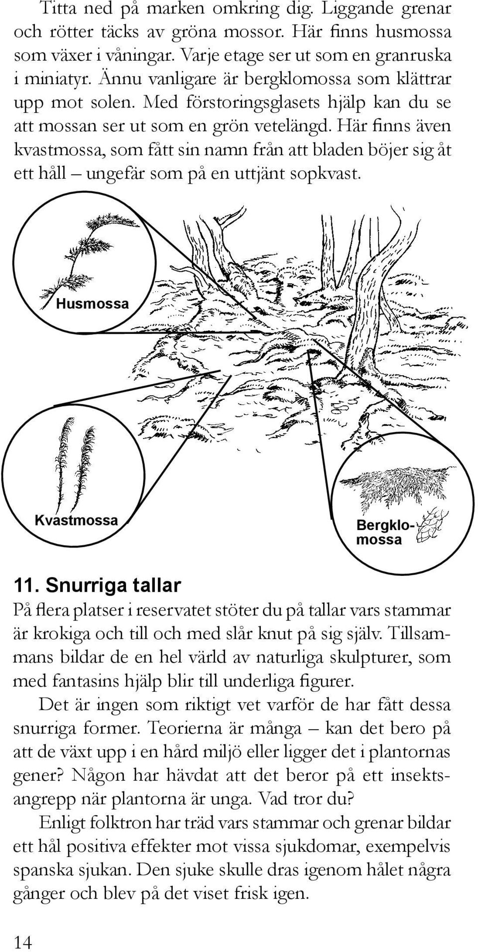 Här finns även kvastmossa, som fått sin namn från att bladen böjer sig åt ett håll ungefär som på en uttjänt sopkvast. Husmossa Kvastmossa Bergklomossa 11.