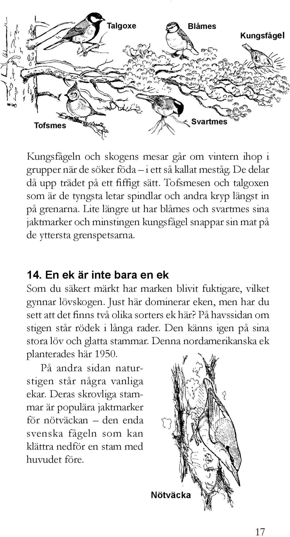 Lite längre ut har blåmes och svartmes sina jaktmarker och minstingen kungsfågel snappar sin mat på de yttersta grenspetsarna. 14.