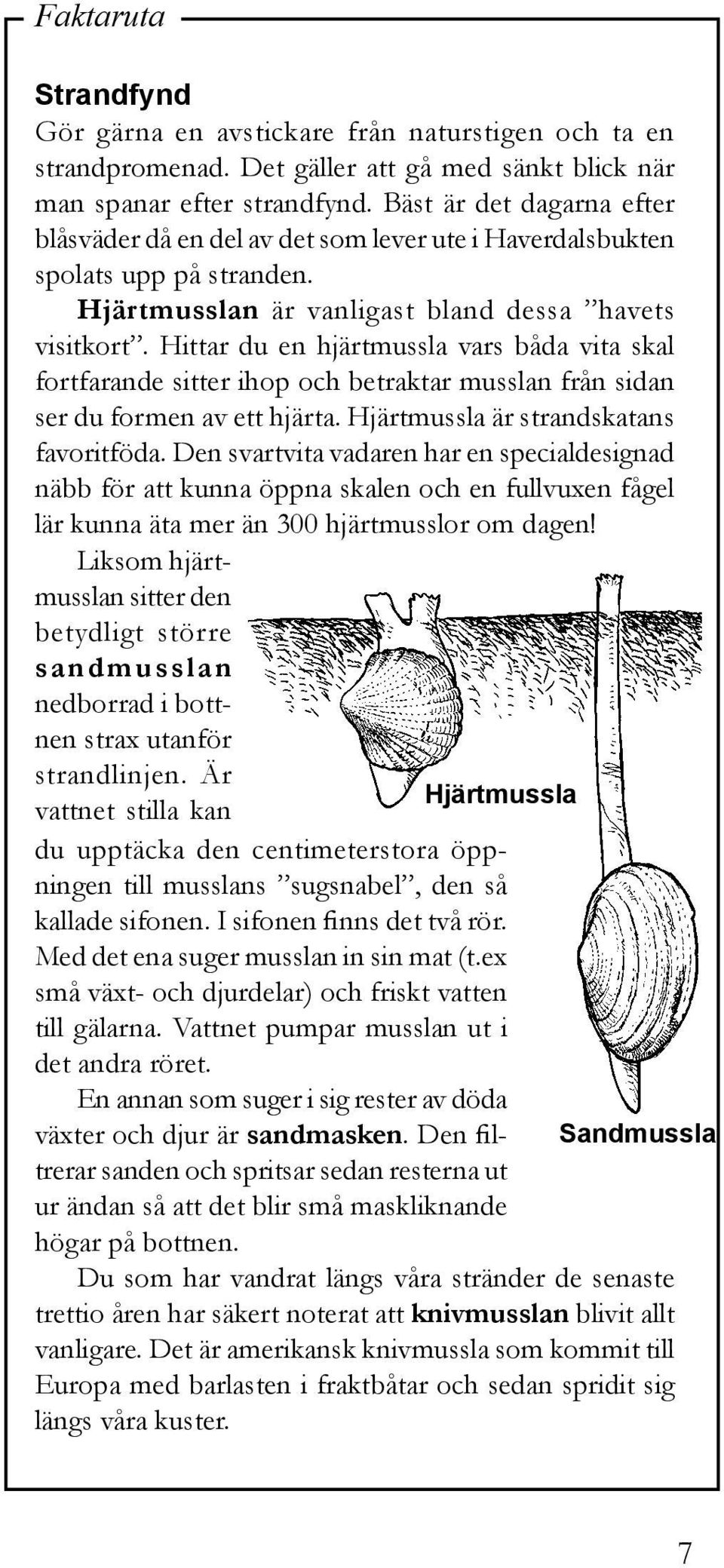 Hittar du en hjärtmussla vars båda vita skal fortfarande sitter ihop och betraktar musslan från sidan ser du formen av ett hjärta. Hjärtmussla är strandskatans favoritföda.