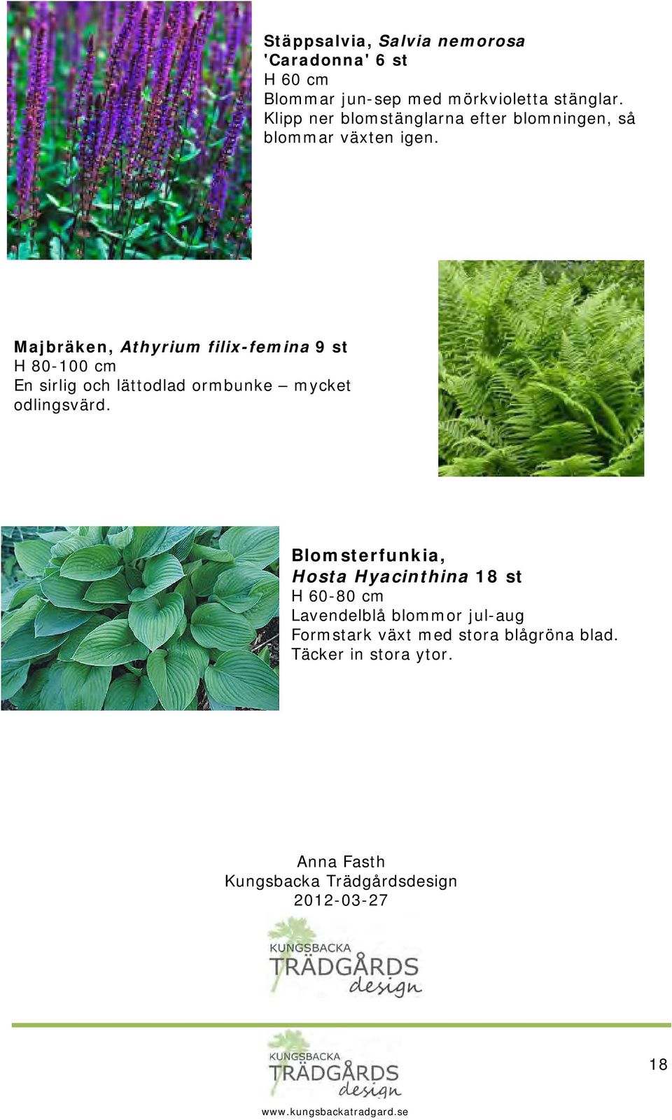 Majbräken, Athyrium filix-femina 9 st H 80-100 cm En sirlig och lättodlad ormbunke mycket odlingsvärd.