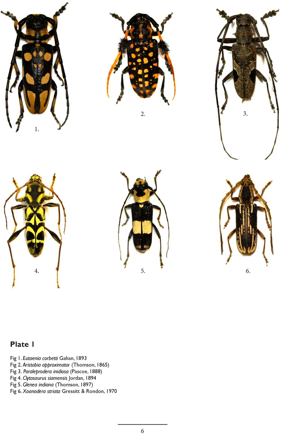 Paraleprodera inidiosa (Pascoe, 1888) Fig 4.