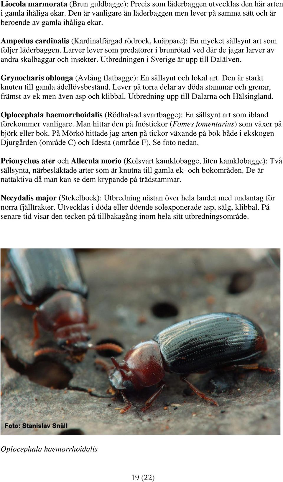 Utbredningen i Sverige är upp till Dalälven. Grynocharis oblonga (Avlång flatbagge): En sällsynt och lokal art. Den är starkt knuten till gamla ädellövsbestånd.