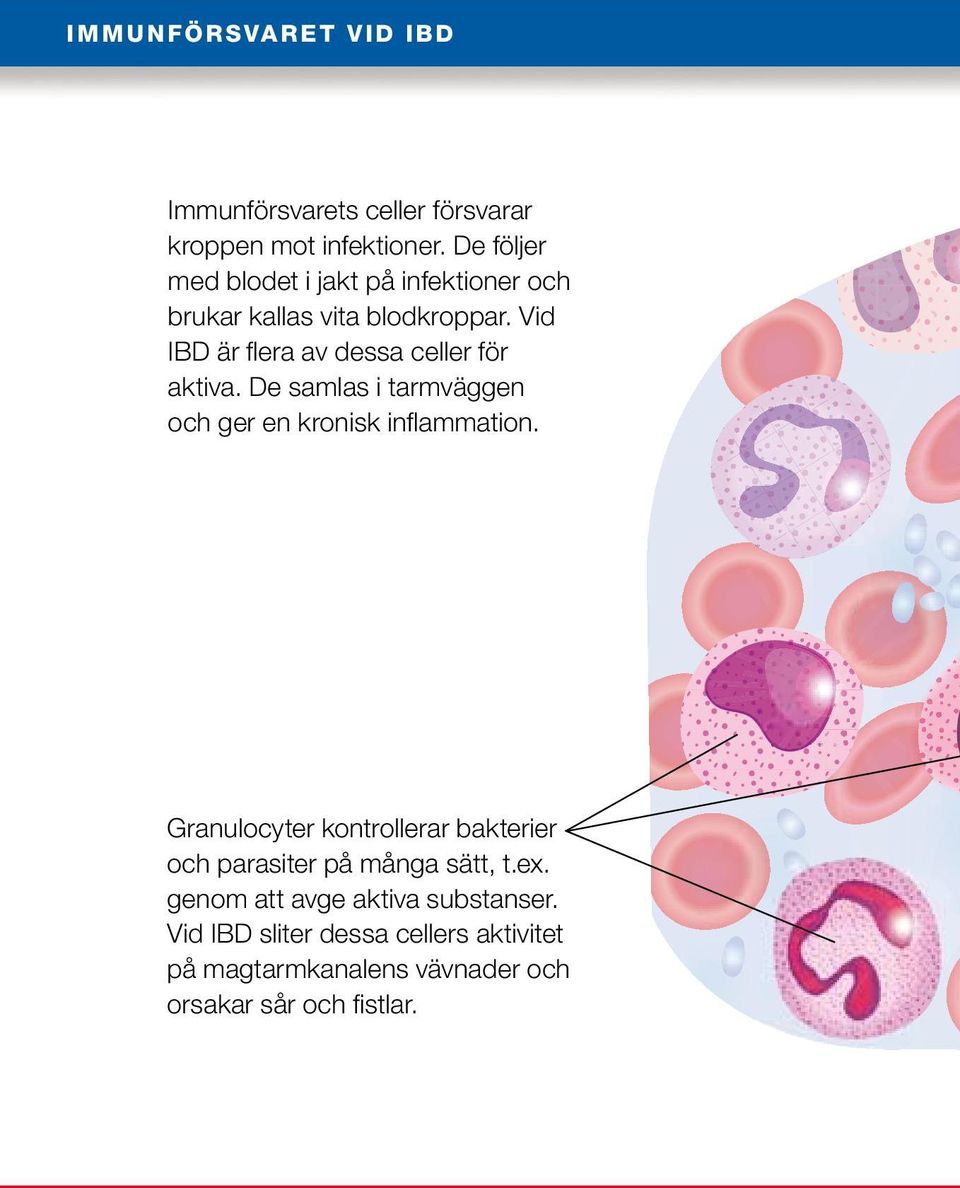 Vid IBD är flera av dessa celler för aktiva. De samlas i tarmväggen och ger en kronisk inflammation.