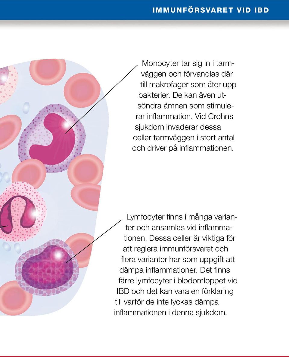 Lymfocyter finns i många varianter och ansamlas vid inflammationen.