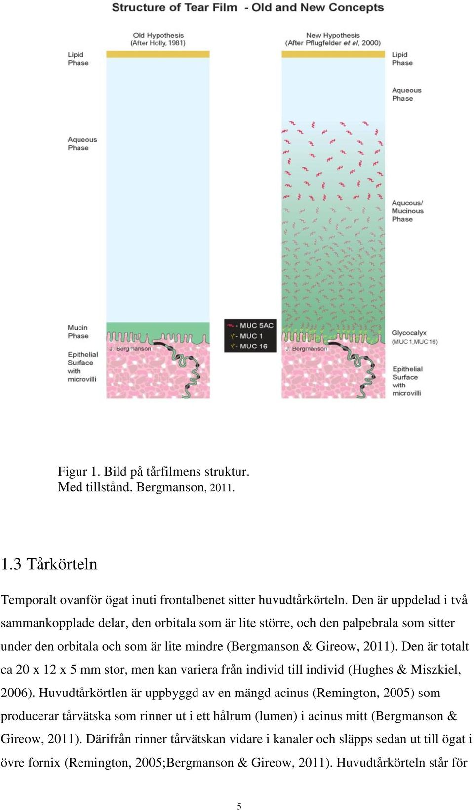 Den är totalt ca 20 x 12 x 5 mm stor, men kan variera från individ till individ (Hughes & Miszkiel, 2006).