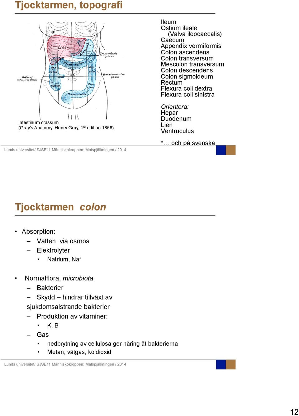 Hepar Duodenum Lien Ventruculus * och på svenska Tjocktarmen colon Absorption: Vatten, via osmos Elektrolyter Natrium, Na + Normalflora, microbiota Bakterier