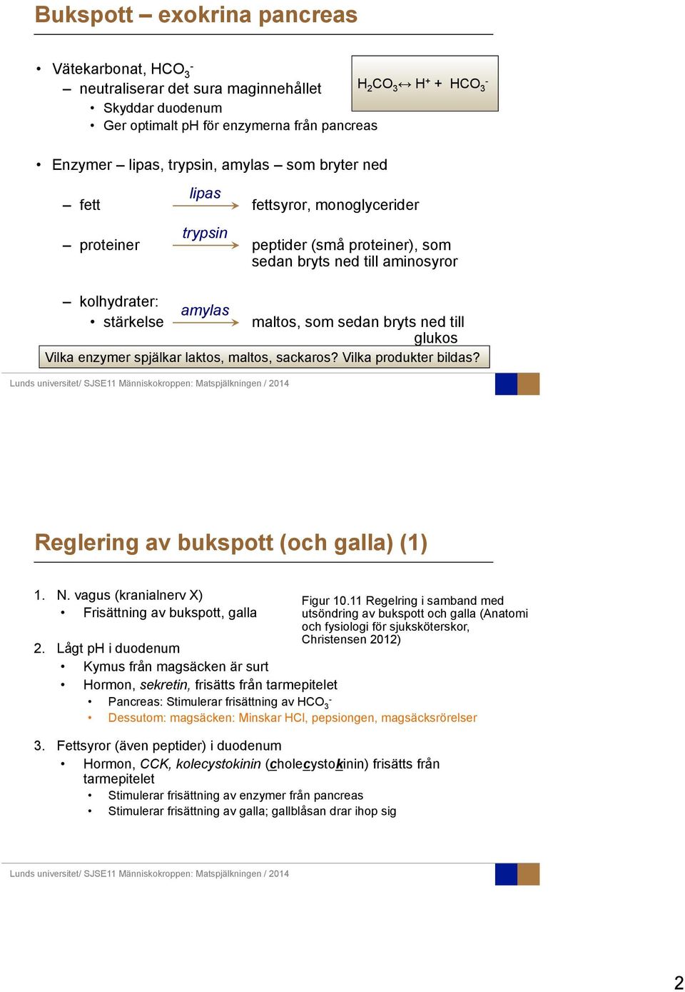 glukos Vilka enzymer spjälkar laktos, maltos, sackaros? Vilka produkter bildas? Reglering av bukspott (och galla) (1) 1. N. vagus (kranialnerv X) Frisättning av bukspott, galla Figur 10.