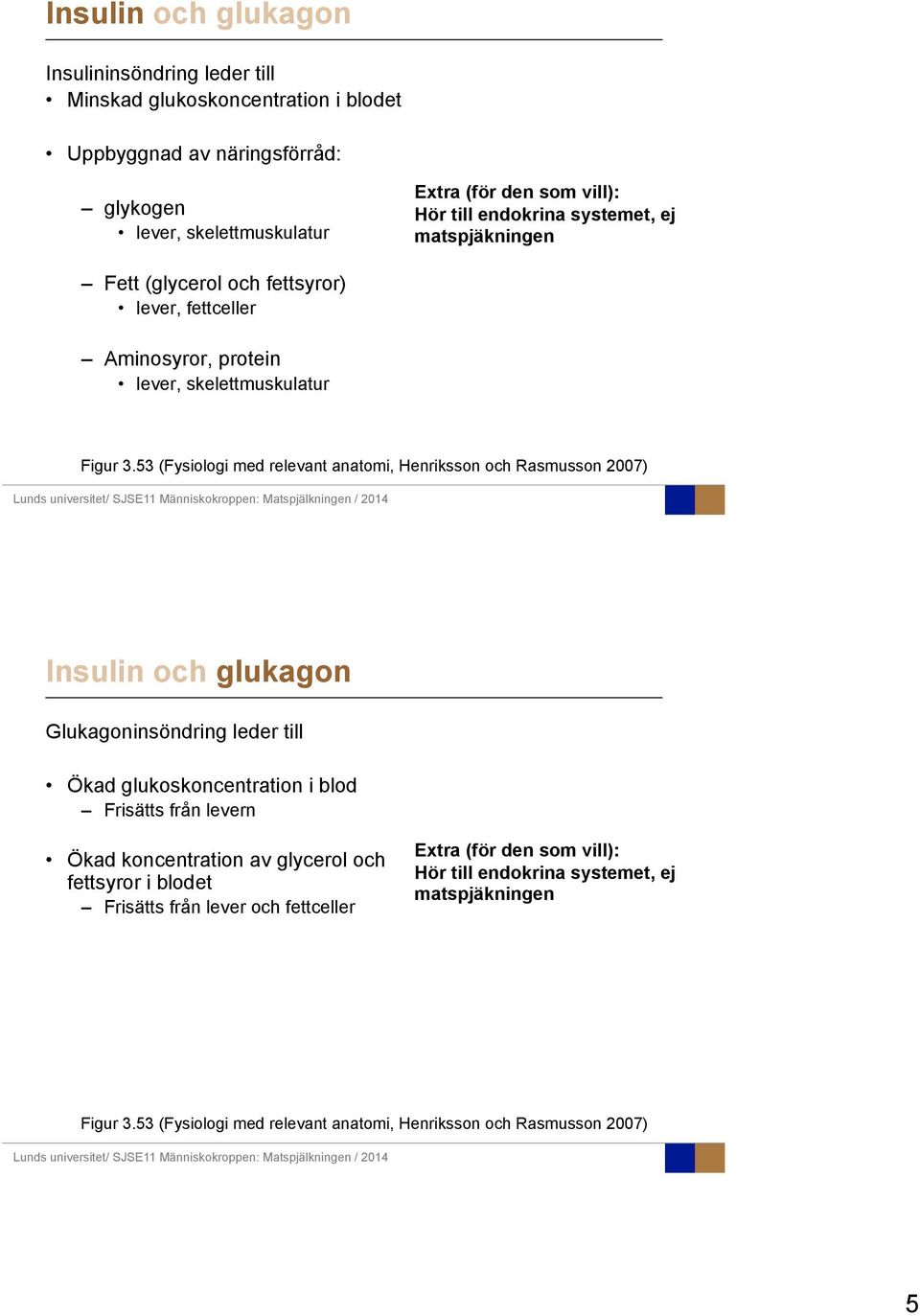 53 (Fysiologi med relevant anatomi, Henriksson och Rasmusson 2007) Insulin och glukagon Glukagoninsöndring leder till Ökad glukoskoncentration i blod Frisätts från levern Ökad