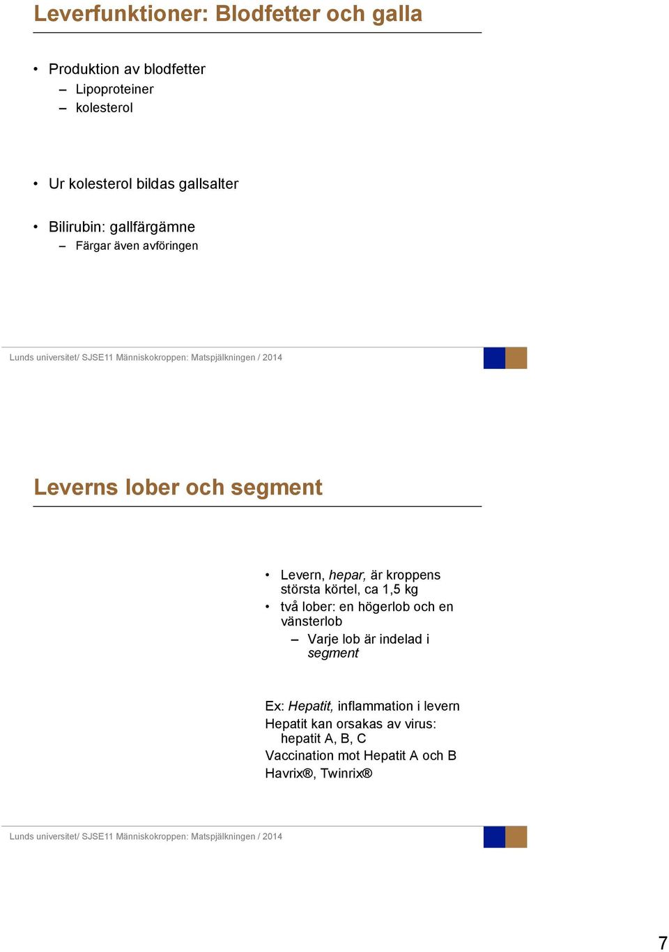 största körtel, ca 1,5 kg två lober: en högerlob och en vänsterlob Varje lob är indelad i segment Ex: Hepatit,