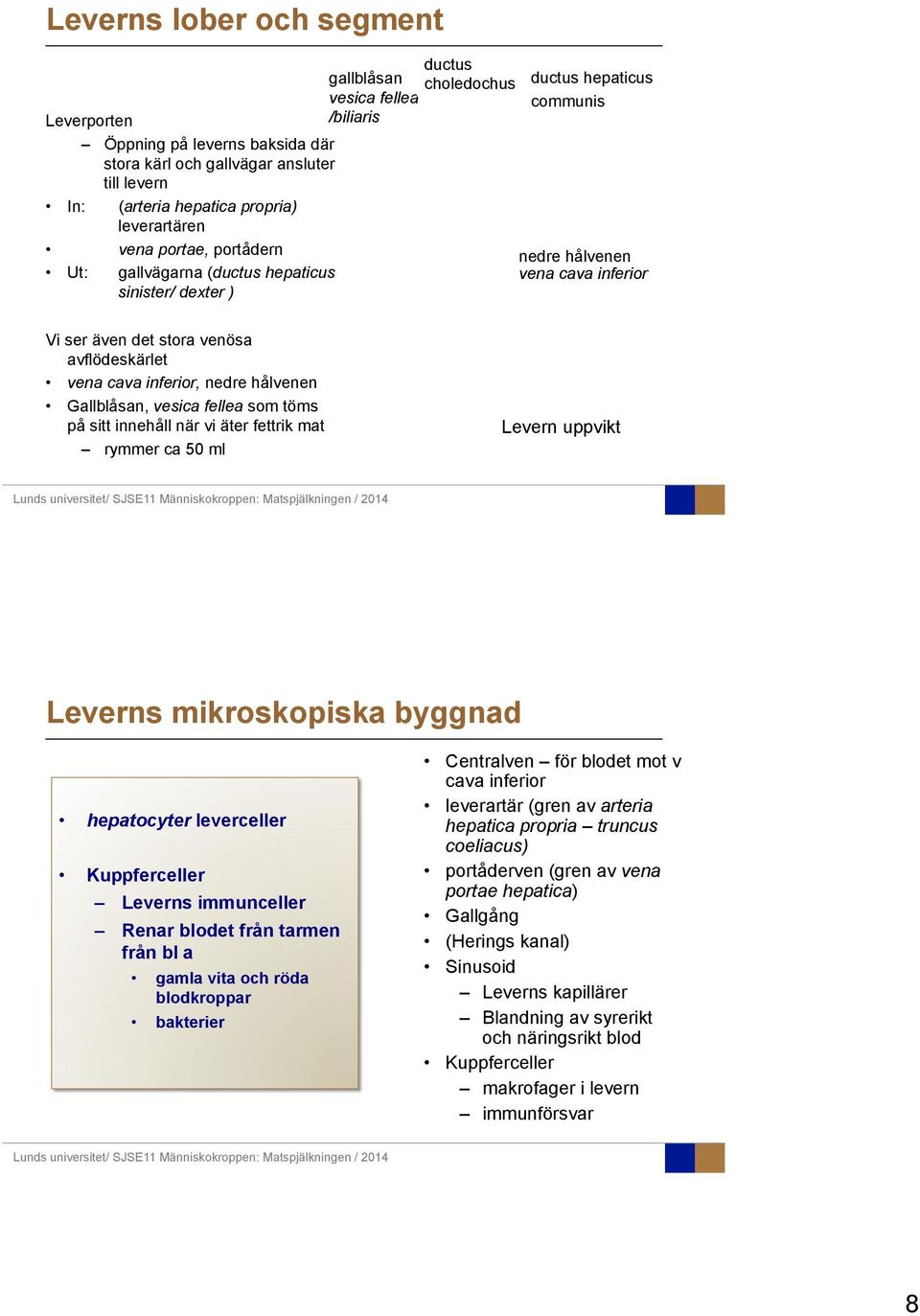 cava inferior, nedre hålvenen Gallblåsan, vesica fellea som töms på sitt innehåll när vi äter fettrik mat rymmer ca 50 ml Levern uppvikt Leverns mikroskopiska byggnad hepatocyter leverceller