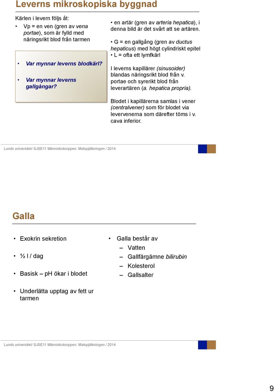 G = en gallgång (gren av ductus hepaticus) med högt cylindriskt epitel L = ofta ett lymfkärl I leverns kapillärer (sinusoider) blandas näringsrikt blod från v.