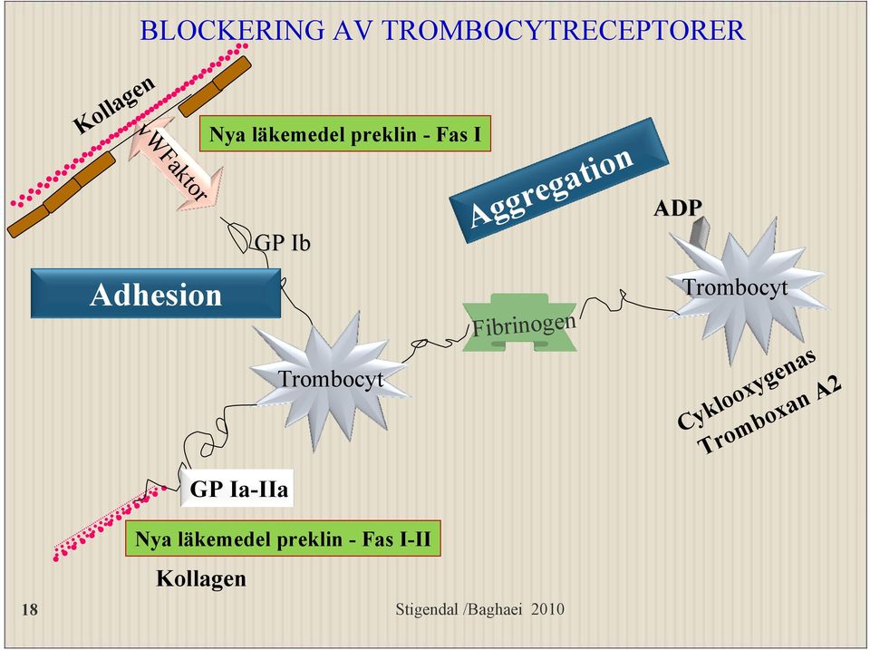 Aggregation Fibrinogen ADP Trombocyt Cyklooxygenas Tromboxan