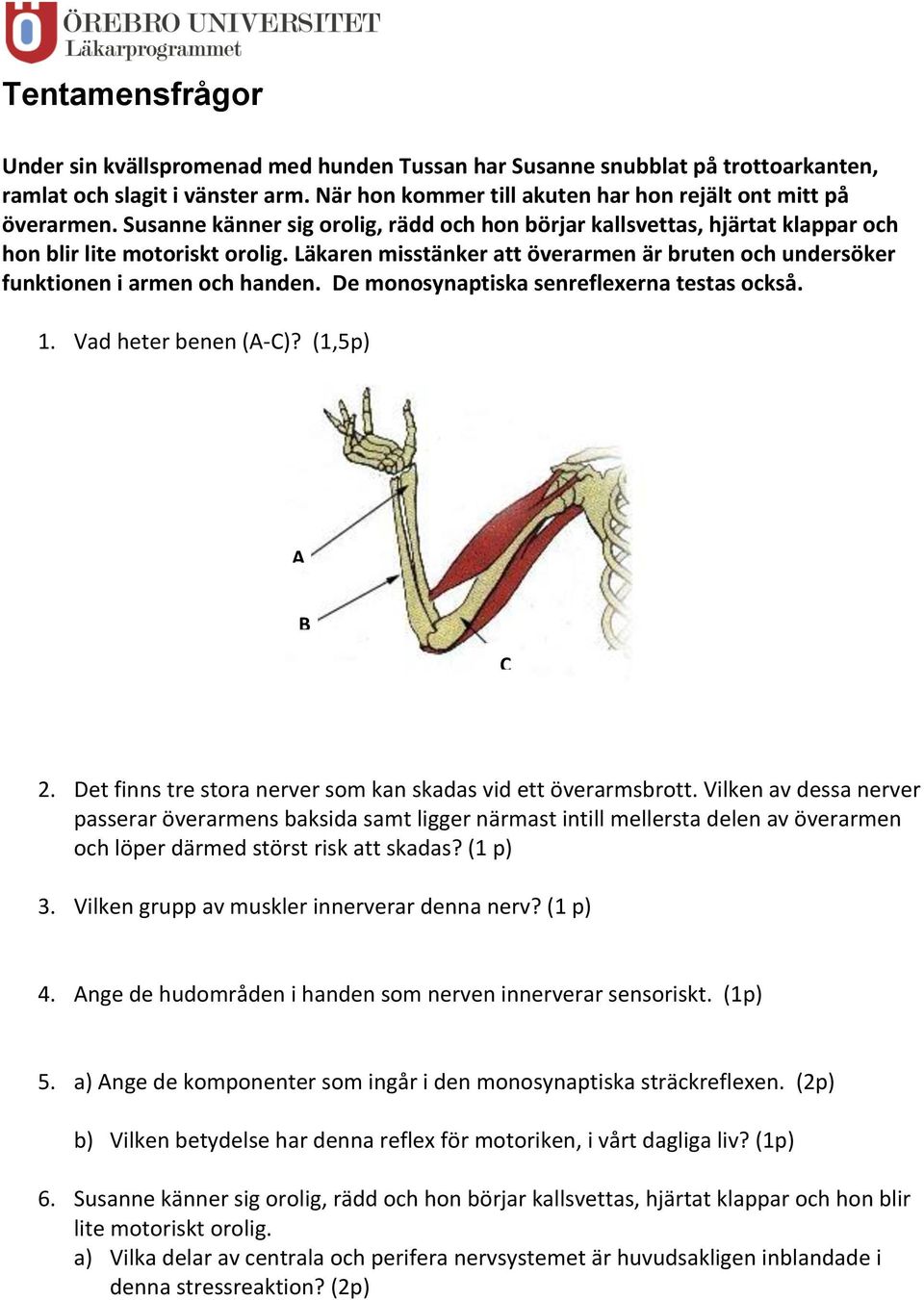 De monosynaptiska senreflexerna testas också. 1. Vad heter benen (A- C)? (1,5p) A B C 2. Det finns tre stora nerver som kan skadas vid ett överarmsbrott.