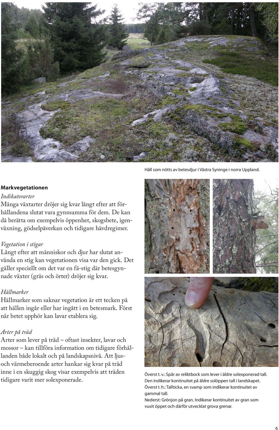 Vegetation i stigar Långt efter att människor och djur har slutat använda en stig kan vegetationen visa var den gick.