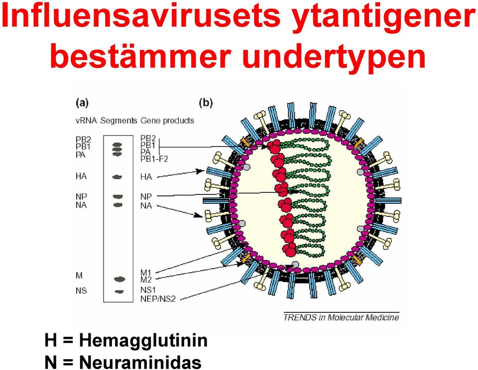 undertypen H =