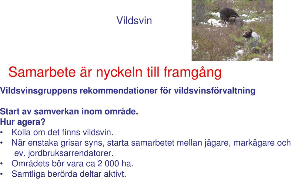 Kolla om det finns vildsvin.