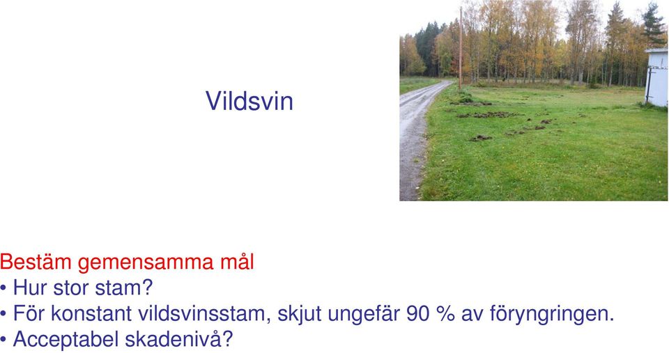 vildsvinsstam, skjut ungefär