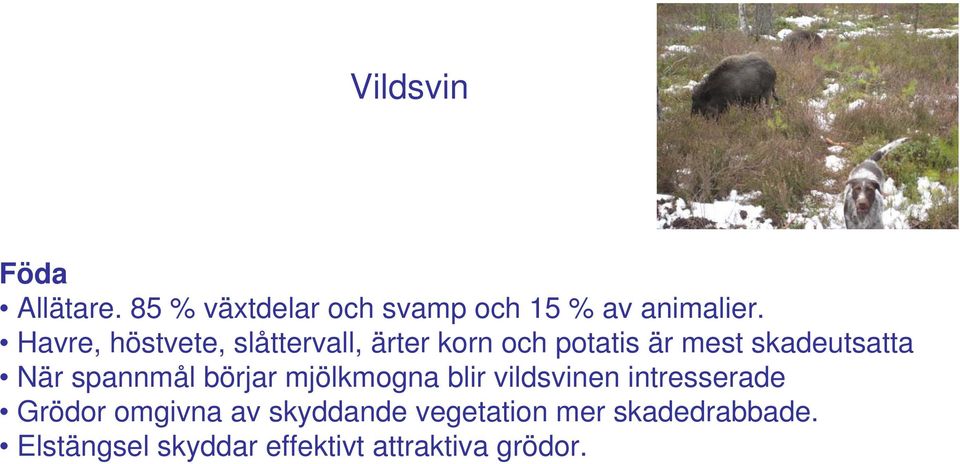 När spannmål börjar mjölkmogna blir vildsvinen intresserade Grödor omgivna