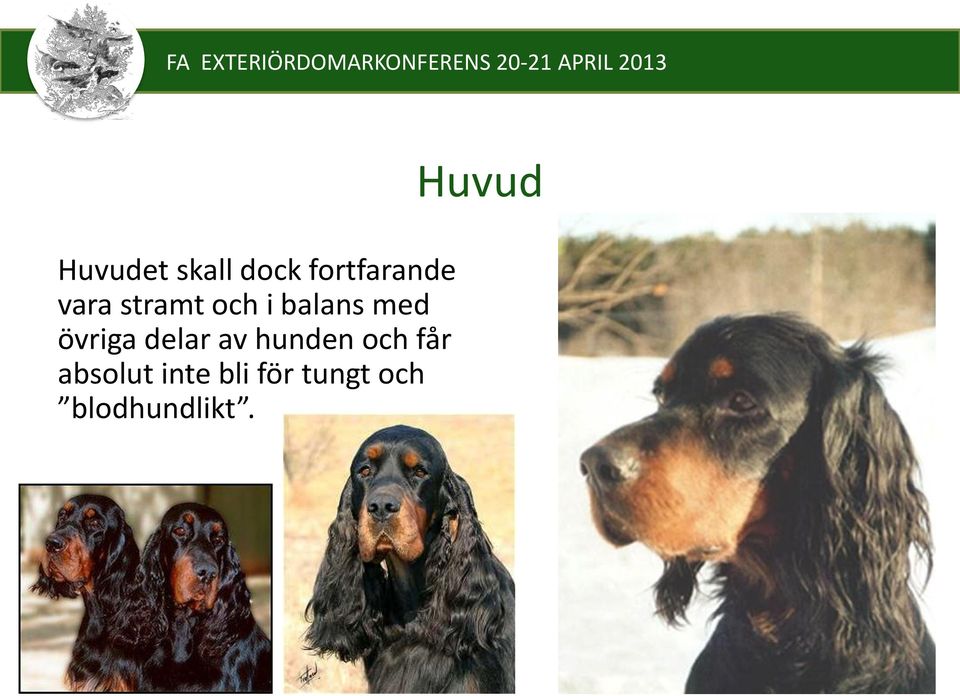 delar av hunden och får absolut