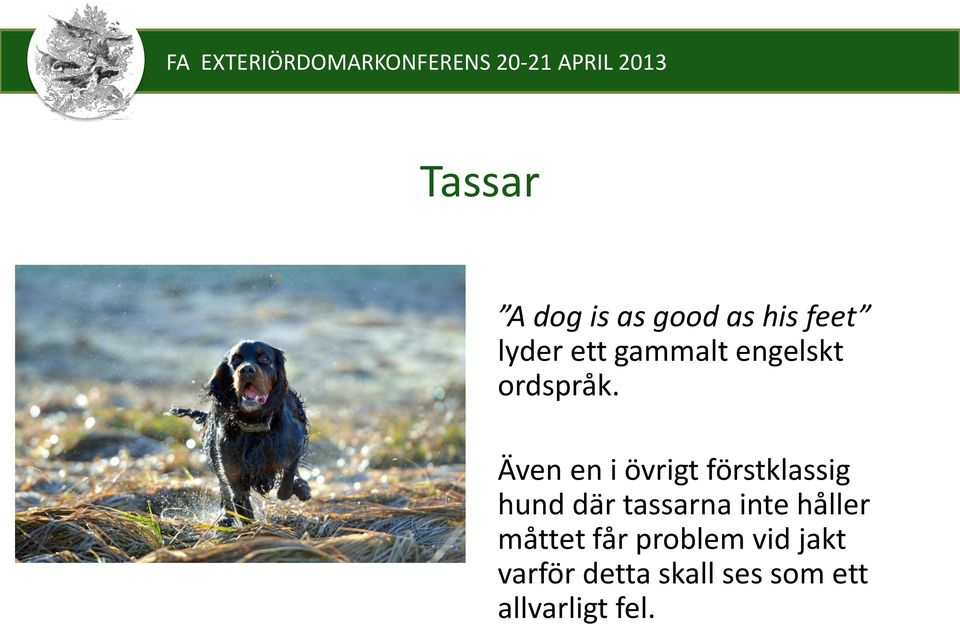 Även en i övrigt förstklassig hund där tassarna