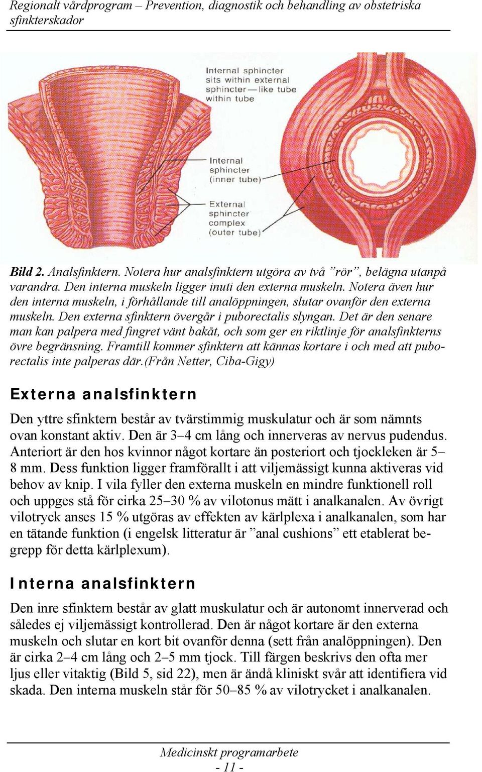 Det är den senare man kan palpera med fingret vänt bakåt, och som ger en riktlinje för analsfinkterns övre begränsning.