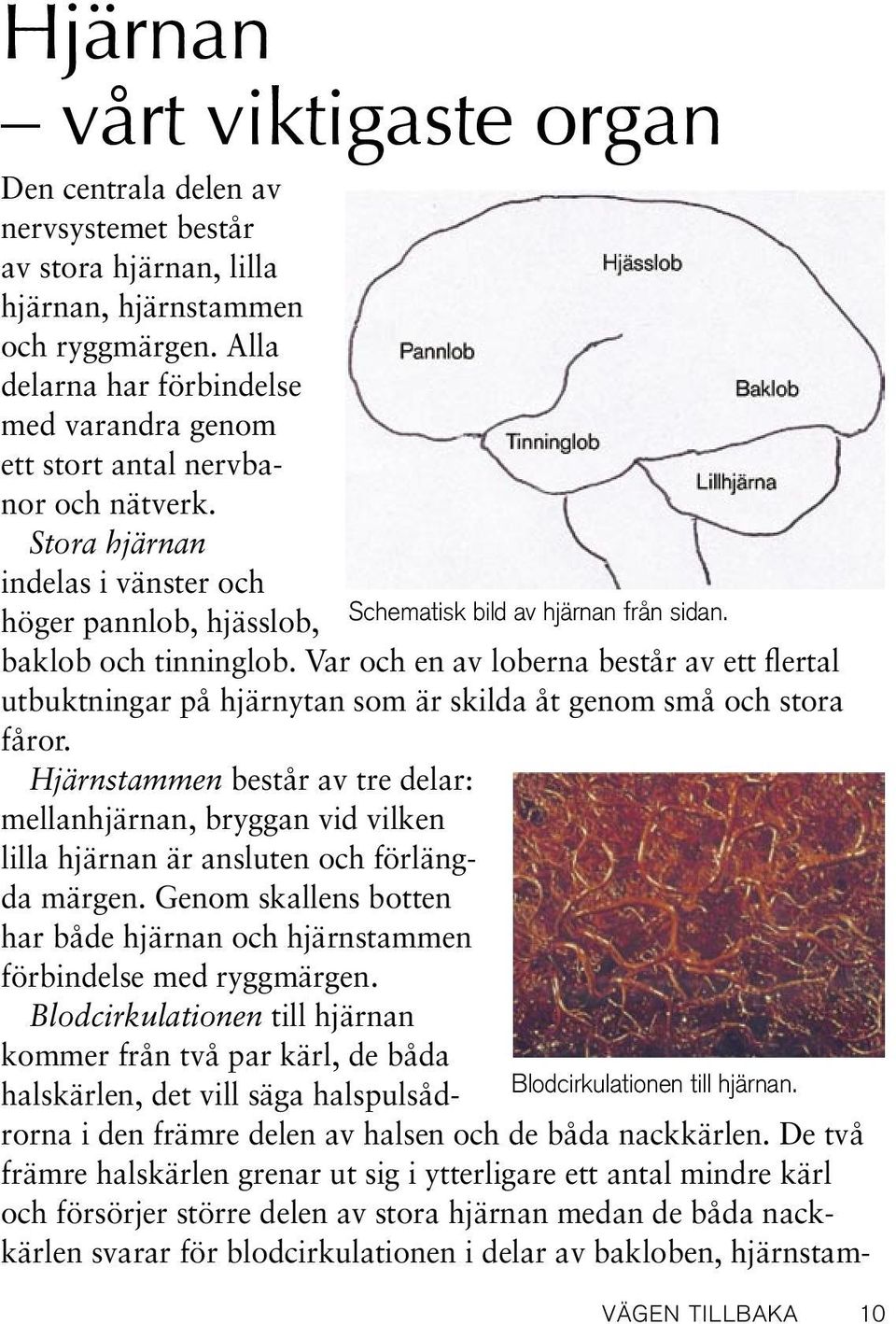 Var och en av loberna består av ett flertal utbuktningar på hjärnytan som är skilda åt genom små och stora fåror.