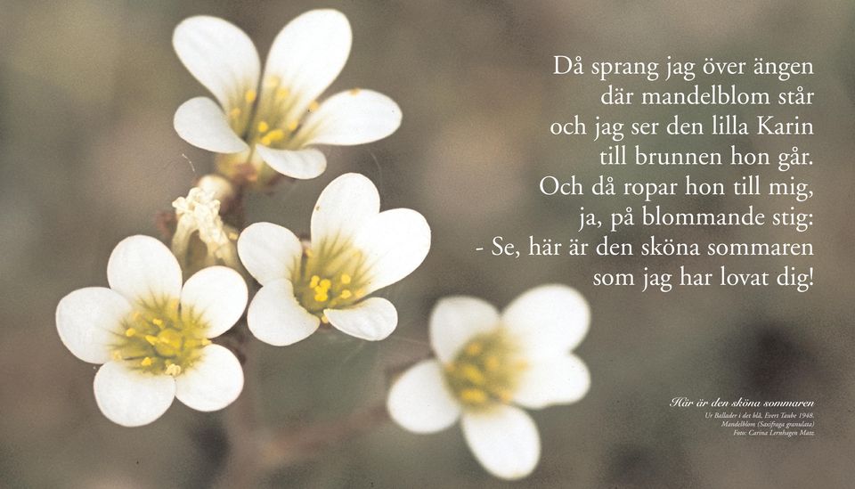 Och då ropar hon till mig, ja, på blommande stig: - Se, här är den sköna sommaren