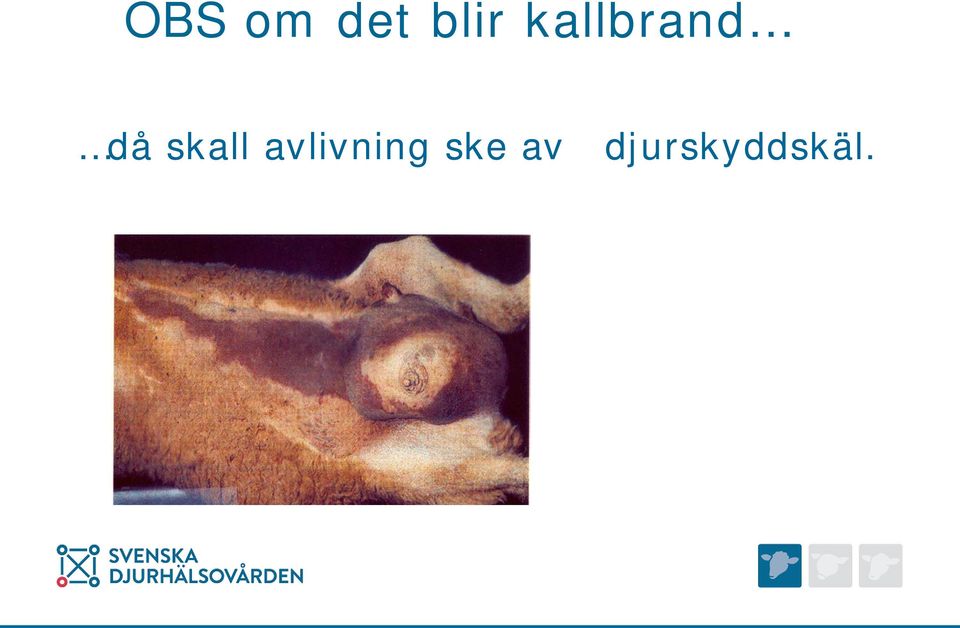 skall avlivning