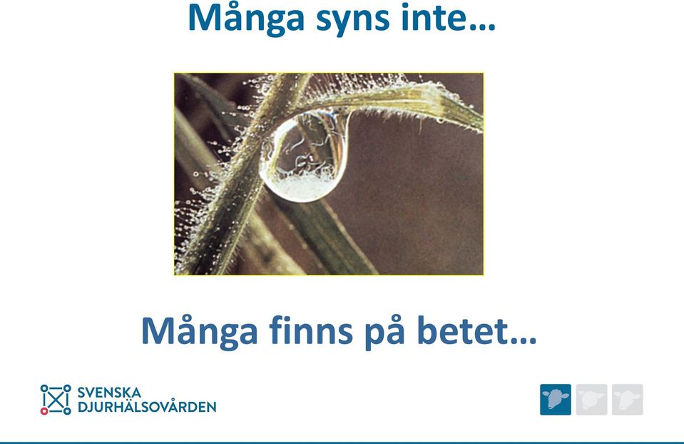 finns på