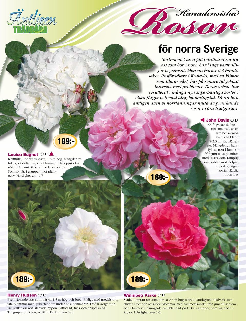Deras arbete har resulterat i många nya superhärdiga sorter i olika färger och med lång blomningstid. Så nu kan äntligen även vi norrlänningar njuta av prunkande rosor i våra trädgårdar.