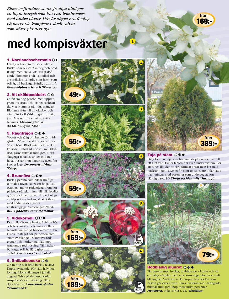 Lättodlad och anspråkslös. Lämplig som häck, som solitär, till buskage. Härdig i zon 1-7. Philadelphus x lewisii Waterton 2.