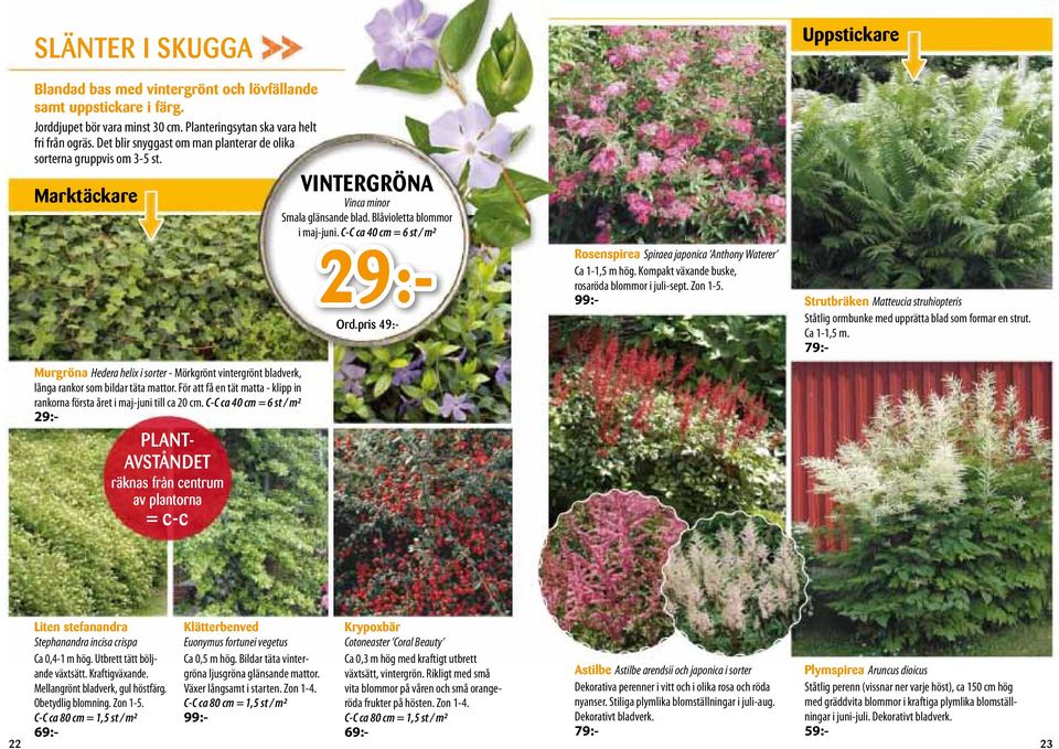 Det blir snyggast om man planterar de olika sorterna gruppvis om -5 st. VINTERGRÖNA Marktäckare Vinca minor Smala glänsande blad. Blåvioletta blommor i maj-juni. C-C ca 40 cm = 6 st / m 9:- Ord.