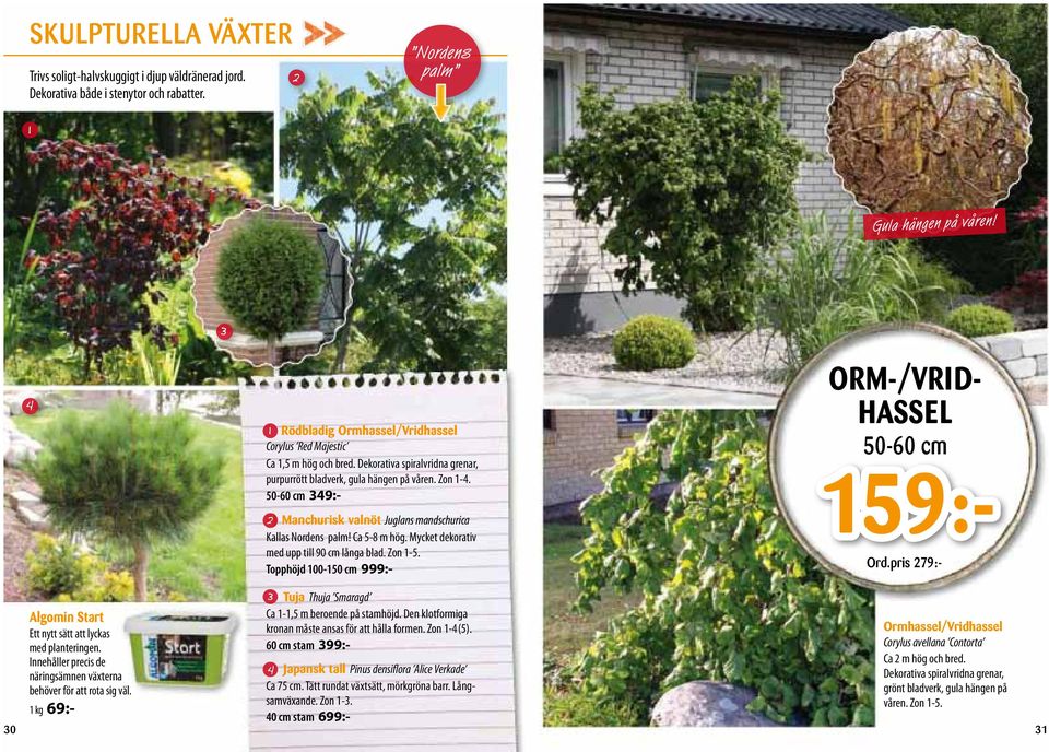 50-60 cm 49:- 4) Manchurisk valnöt Juglans mandschurica Kallas Nordens palm! Ca 5-8 m hög. Mycket dekorativ med upp till 90 cm långa blad. Zon 1-5.