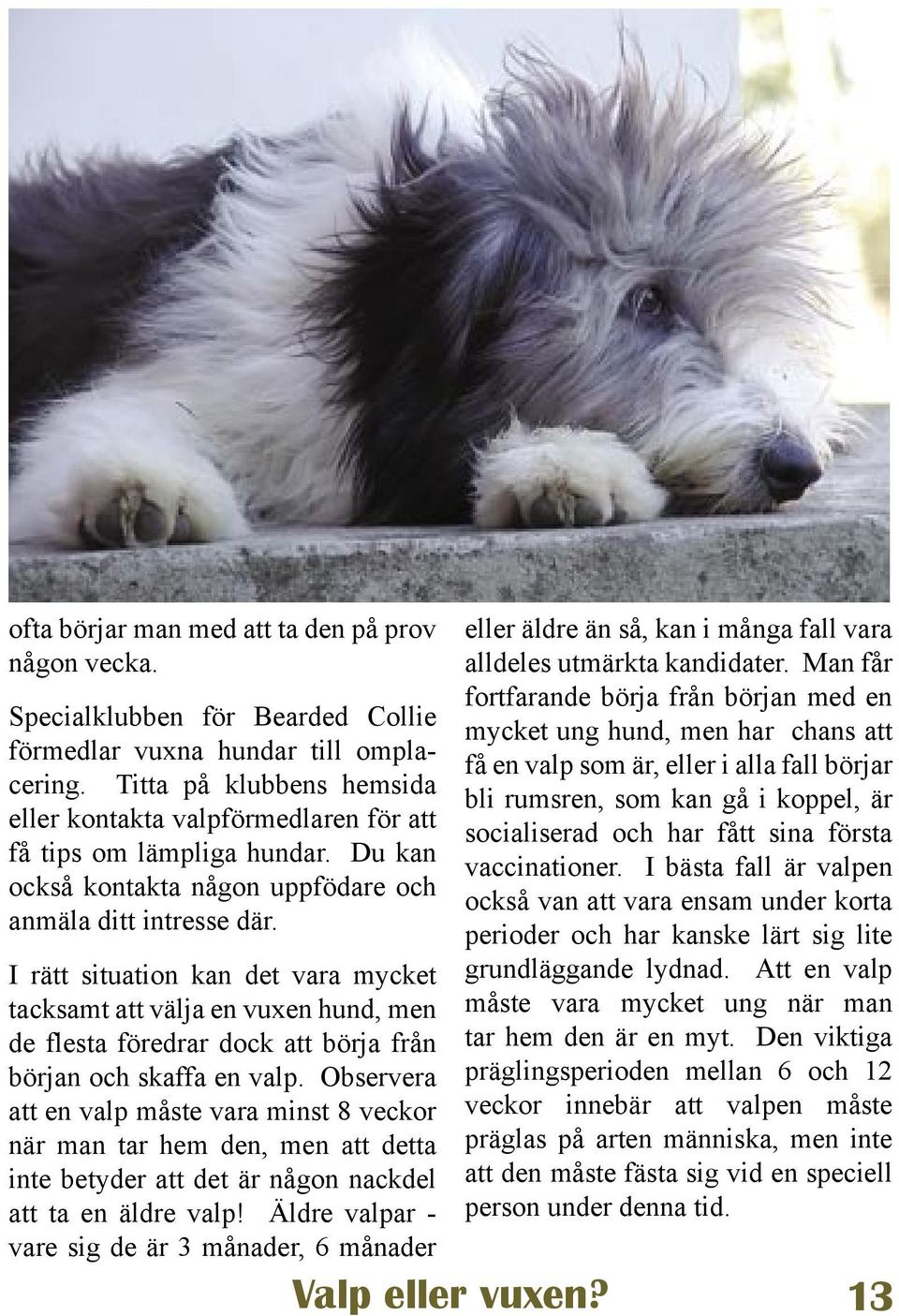 I rätt situation kan det vara mycket tacksamt att välja en vuxen hund, men de flesta föredrar dock att börja från början och skaffa en valp.