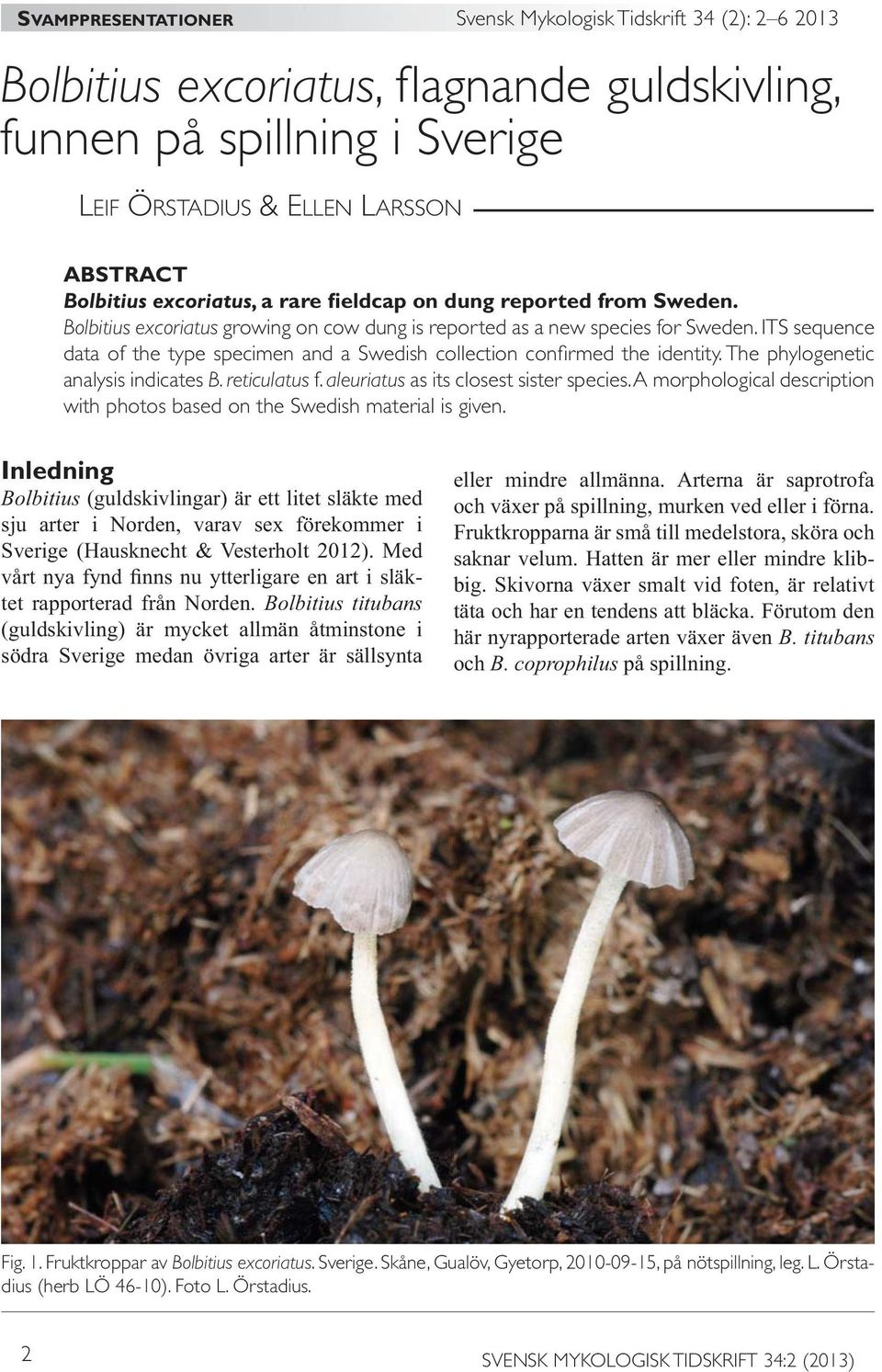 ITS sequence data of the type specimen and a Swedish collection confirmed the identity. The phylogenetic analysis indicates B. reticulatus f. aleuriatus as its closest sister species.