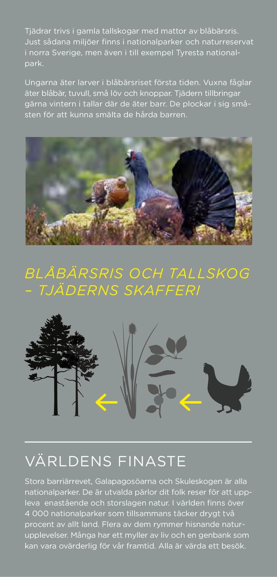 De plockar i sig småsten för att kunna smälta de hårda barren. Blåbärsris och tallskog tjäderns skafferi Världens finaste Stora barriärrevet, Galapagosöarna och Skuleskogen är alla nationalparker.