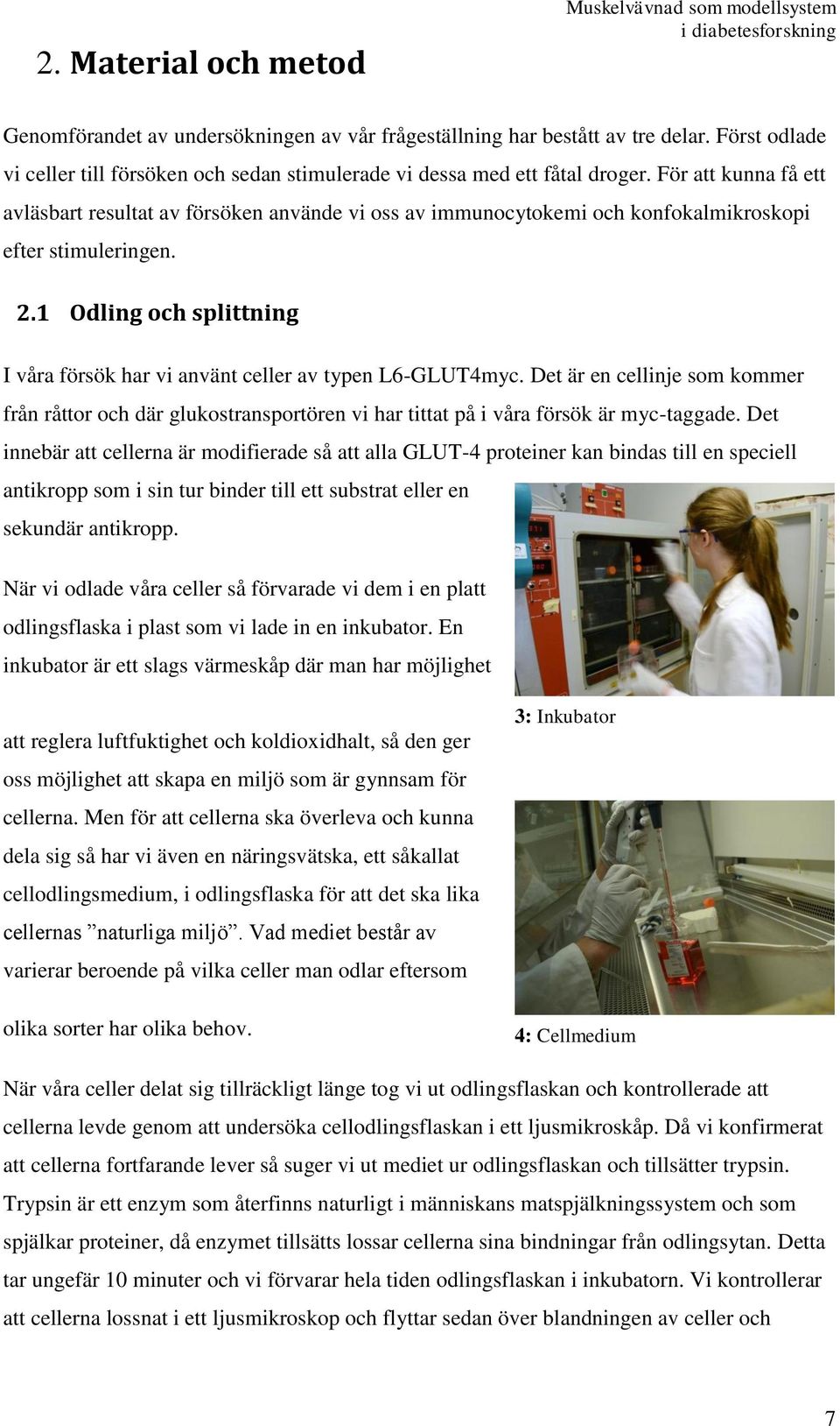 För att kunna få ett avläsbart resultat av försöken använde vi oss av immunocytokemi och konfokalmikroskopi efter stimuleringen. 2.